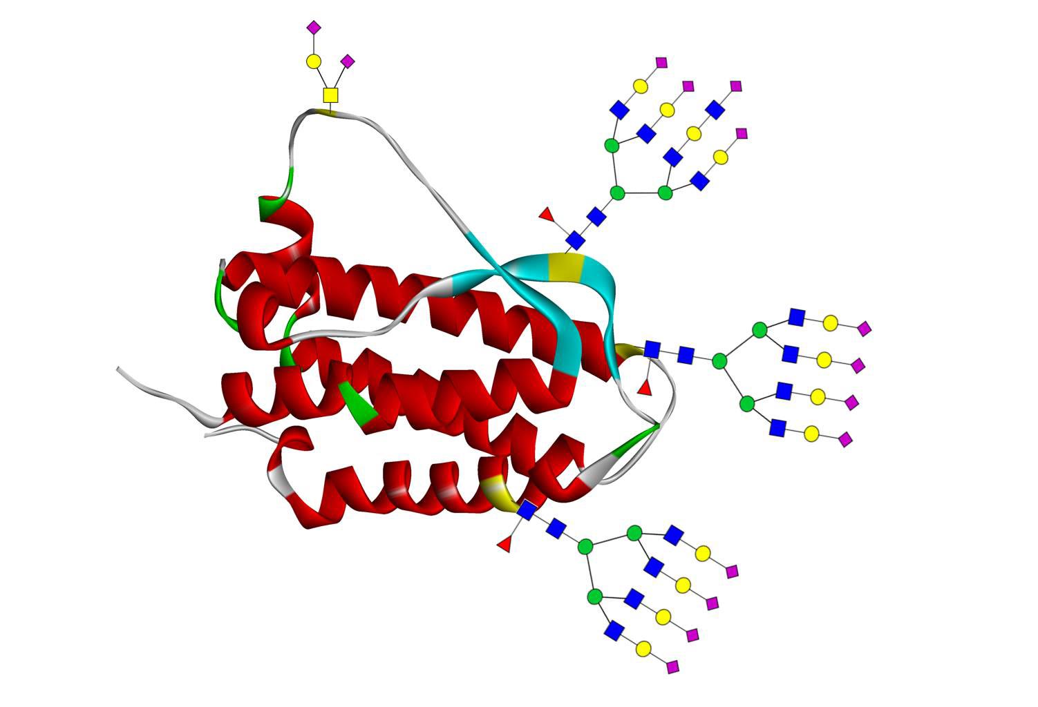 Erythropoietin (EPO)